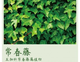 常青藤是什么意思
