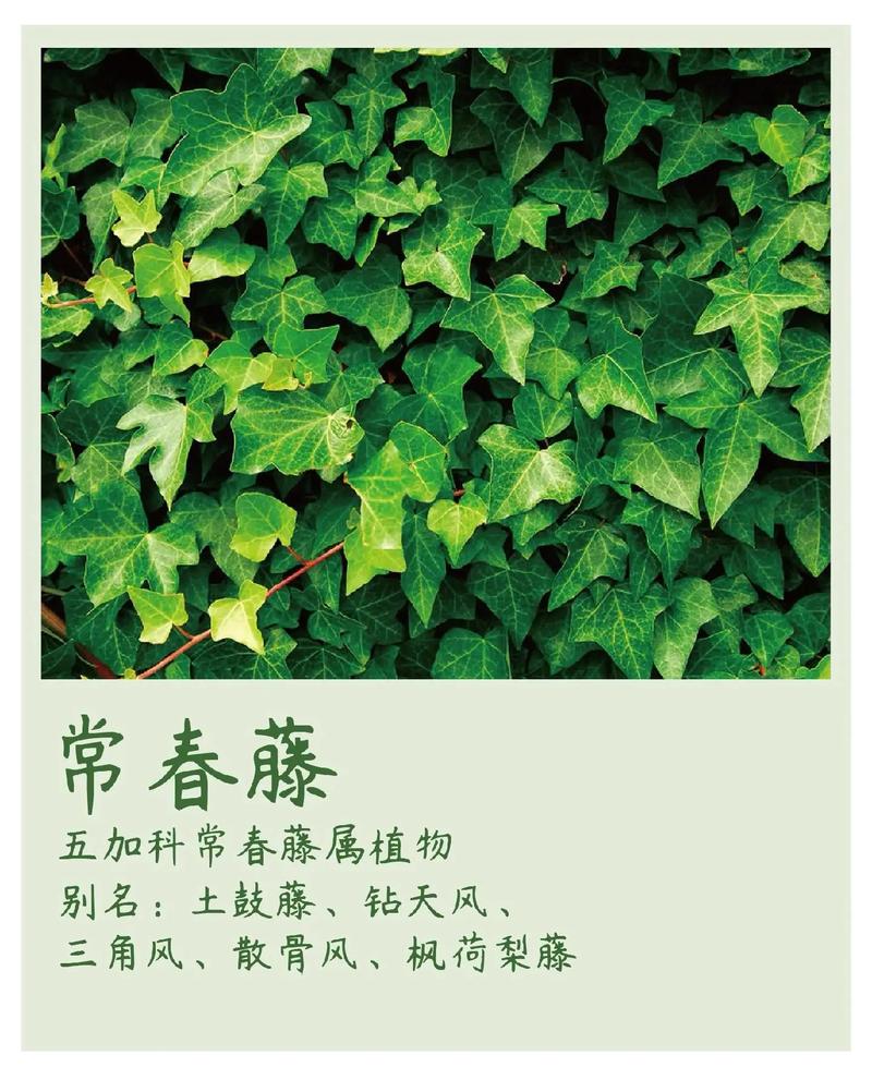 常青藤是什么意思-图1
